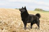 SCHIPPERKE 448